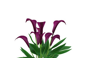 Calla Lily Burgundy