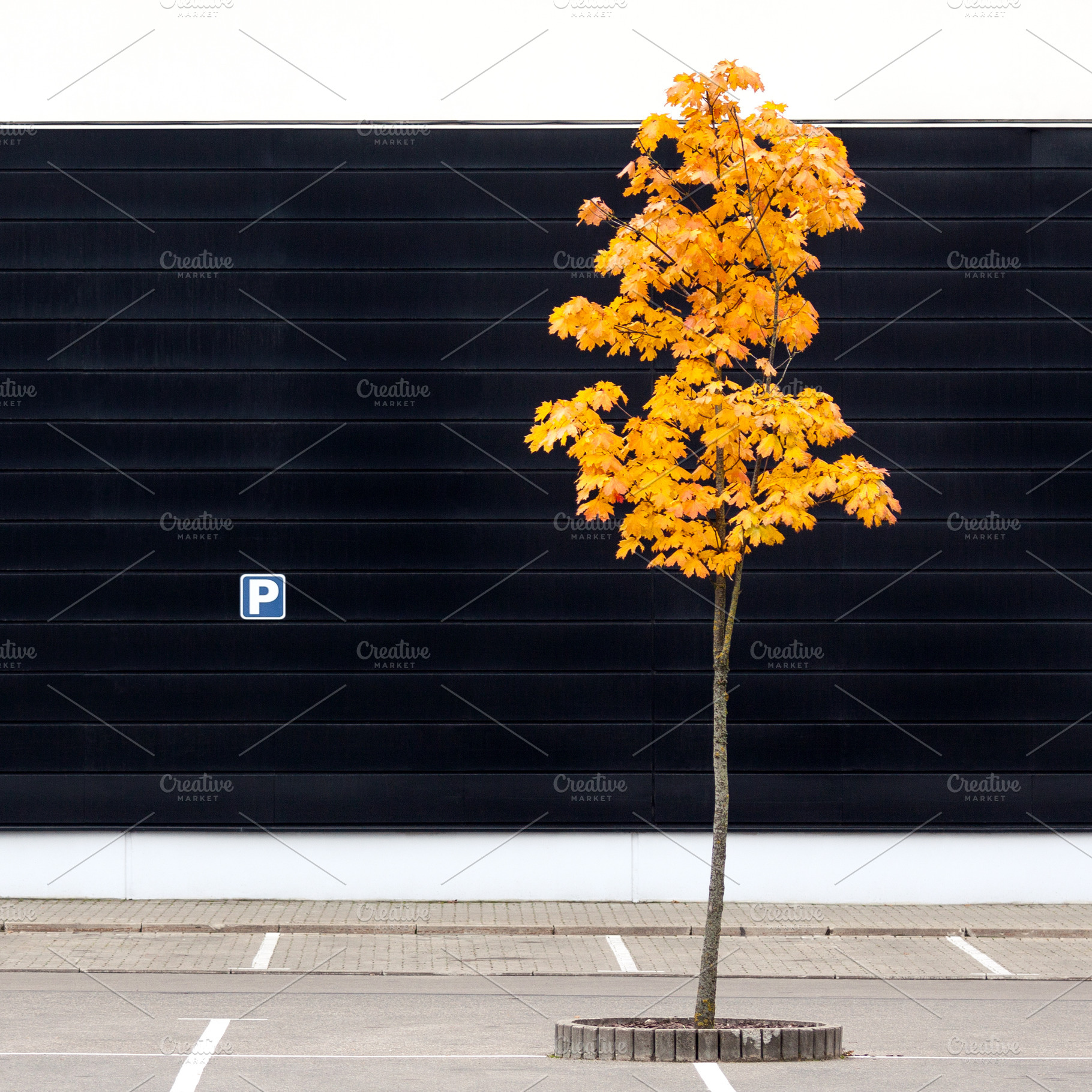 Parking lot maple tree in autumn, a Nature Photo by BOOCYS