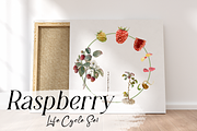 Raspberry Life Cycle Set, an Education Illustration by Tati Bordiu (Thumbnail 4 of 4)