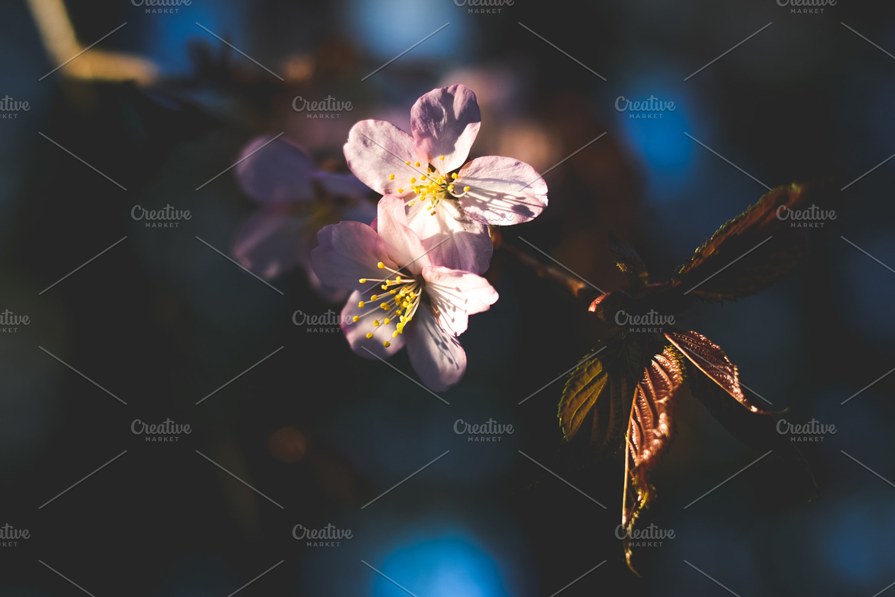 Sakura  japanese cherry blossom featuring background, nature, and flower, a Nature Photo by Zibloidix