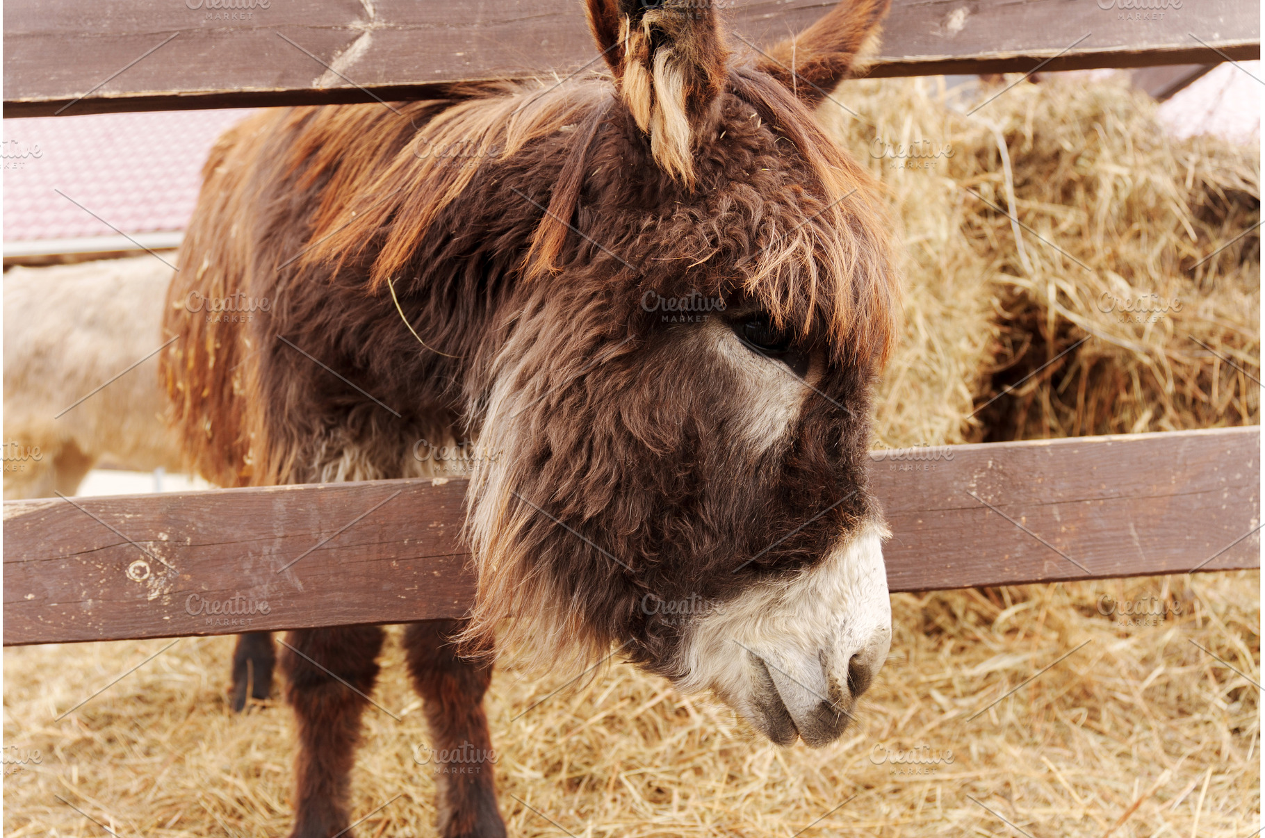 Close-up of a calm donkey with soft, an Animal Photo by darksoul72