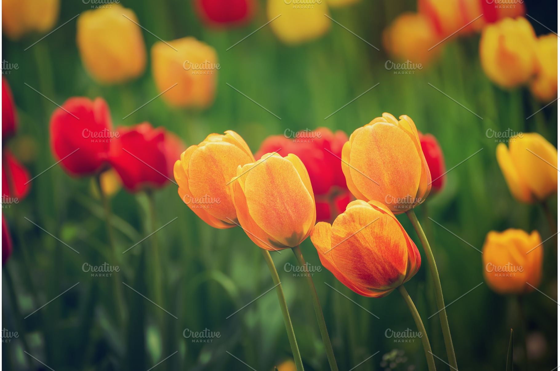 Yellow and red flowers, a Nature Photo by Nature and travel