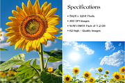 Sunflower Stock Image, Season, Field, a Nature Photo by BrushstrokeArtGB (Thumbnail 5 of 5)