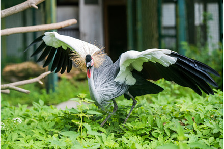 African grey crown crane flies with, an Animal Photo by COLORFUL