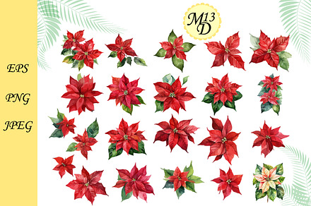 Set of Watercolor red poinsettia