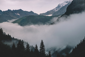 Foggy forest stock photo containing forest and foggy