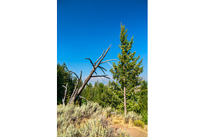 Dry tree and pine forest in Grand, a Nature Photo by Leonid Andronov