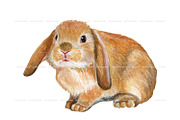 Watercolor Realistic Rabbits clipart, an Animal Illustration by ArtfulStudio (Thumbnail 6 of 8)
