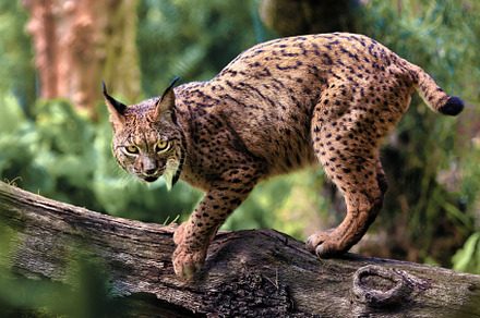 Iberian lynx walking on a log in its, an Animal Photo by Perpis