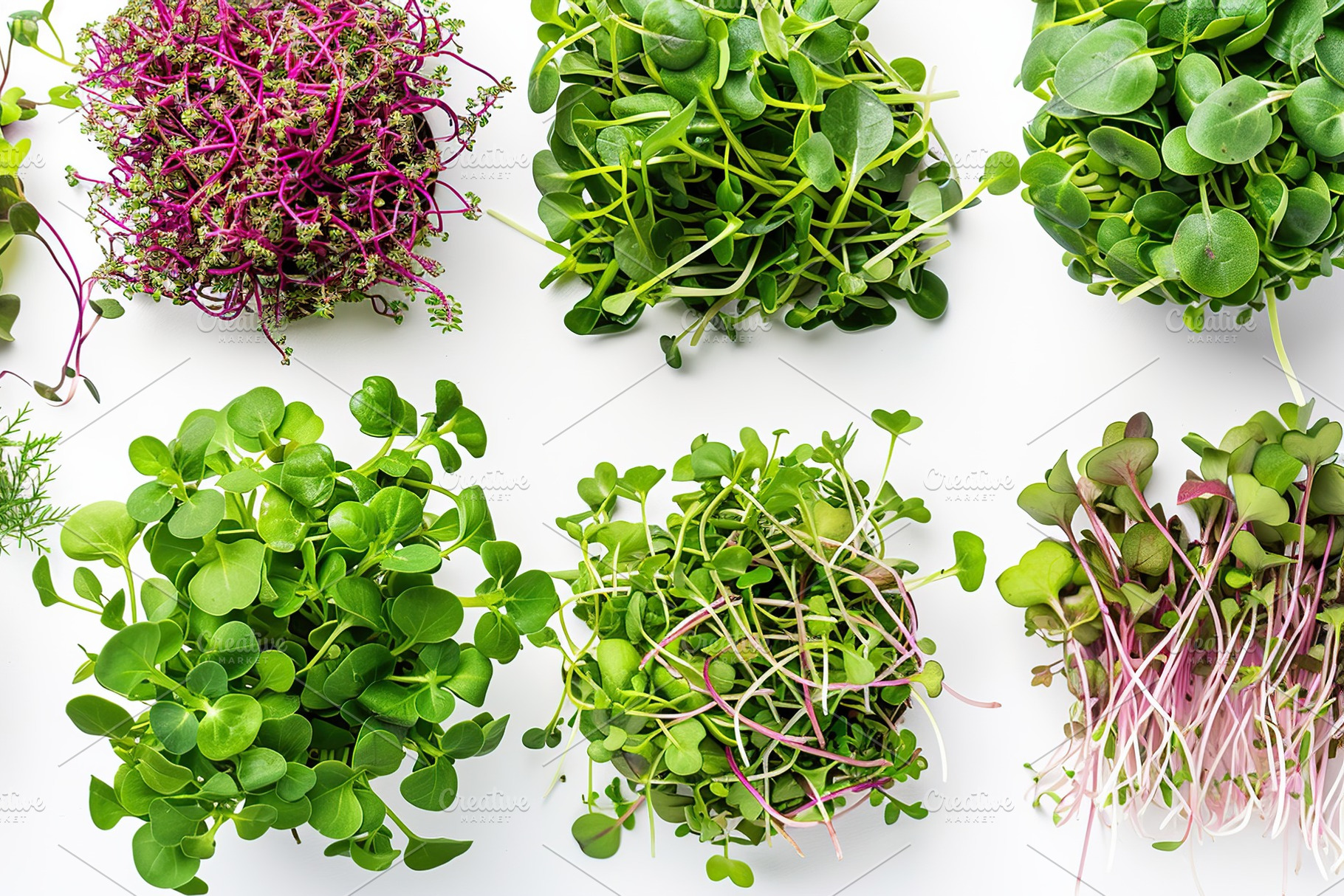 Different fresh microgreens on white background, a Food & Drink Photo by AlyaAnd