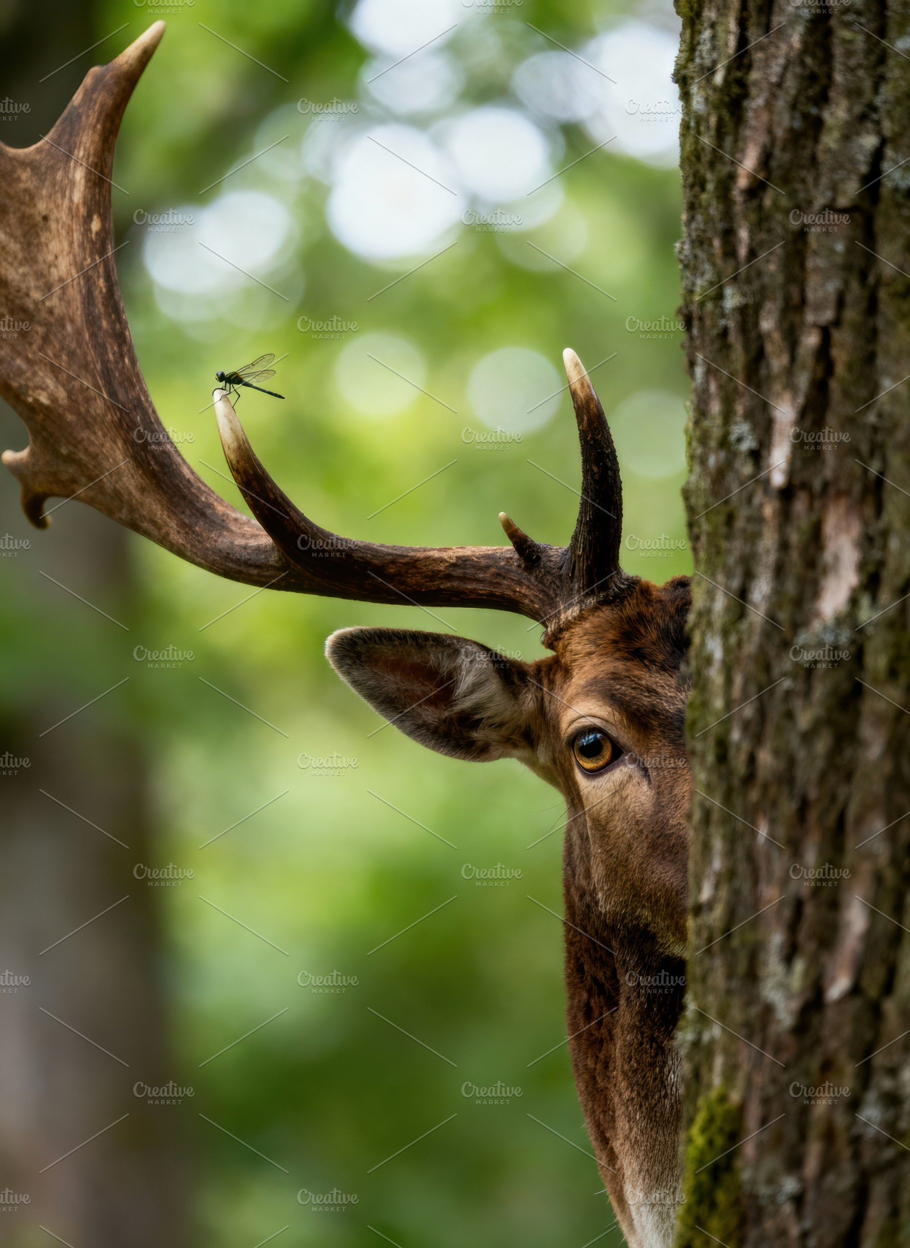 Curious Fallow Deer Peeking, an Animal Photo by Virgo Studio