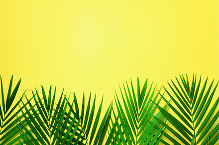 Tropical palm leaves on pastel, a Nature Photo by Enjoy Photo