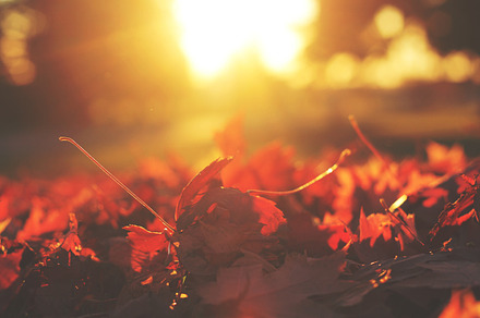 Red and gold stock photo containing fall and leaves, a Nature Photo by AlyssaKayeGraham