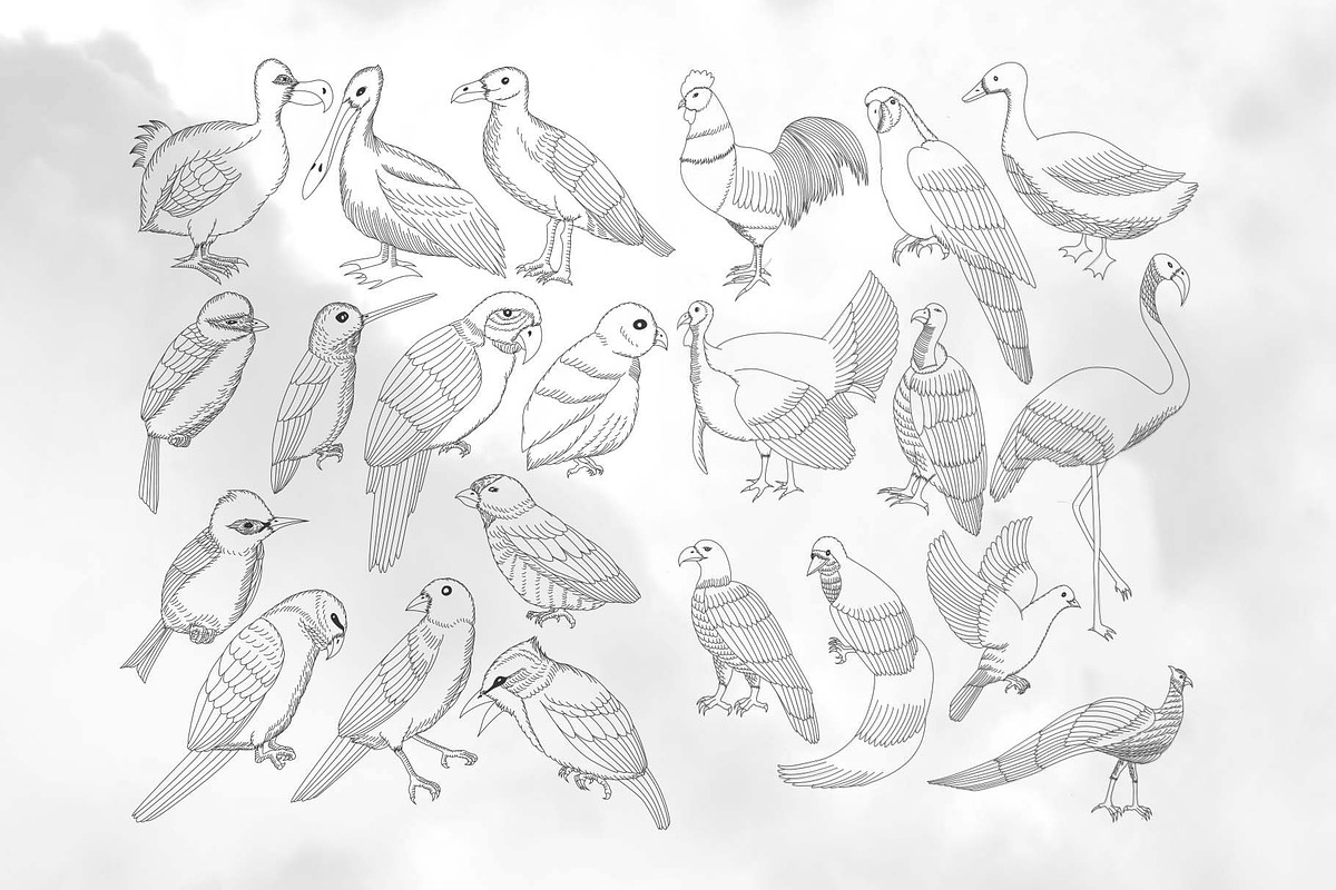 49 Birds Collection, an Animal Illustration by RHY Studio (Photo 2 of 3)