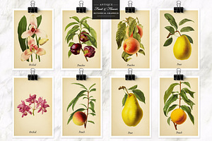 Antique Fruit & Flowers Graphics