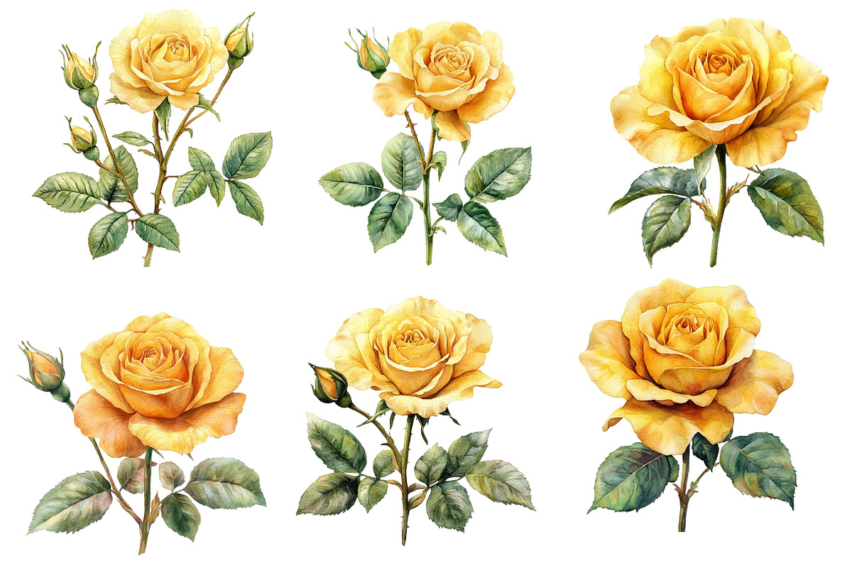 Watercolor Yellow Rose clipart, an Illustration by Designworld (Photo 3 of 5)