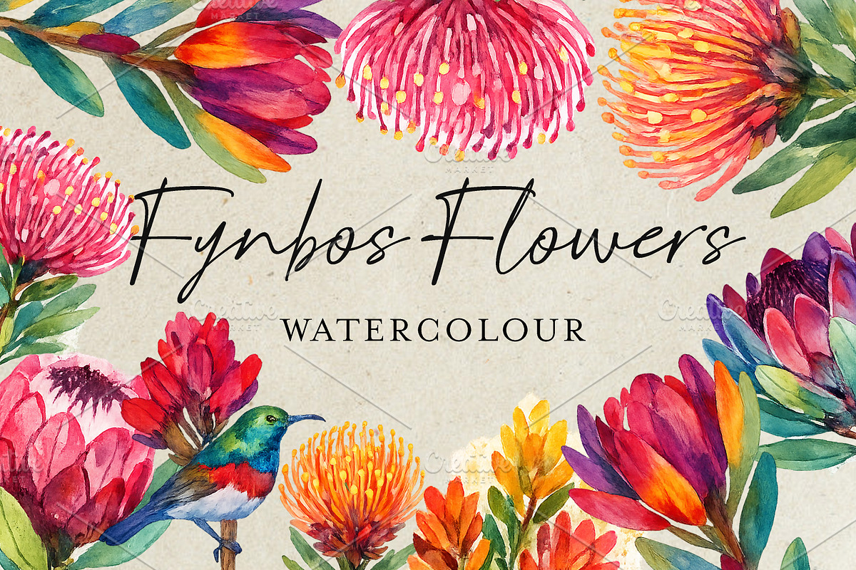 Watercolor Fynbos Flowers, a Decorative Illustration by Karliefie (Photo 1 of 4)