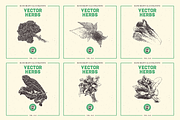 VECTOR HERBS HAND DRAWN BUNDLE v20, a Food Illustration by pawellpi (Thumbnail 2 of 6)