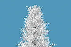 Snow Tree