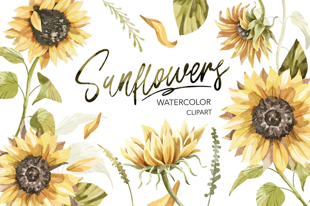 Sunflowers Watercolor Clipart., a Decorative Illustration by NKTKNS (Photo 1 of 6)