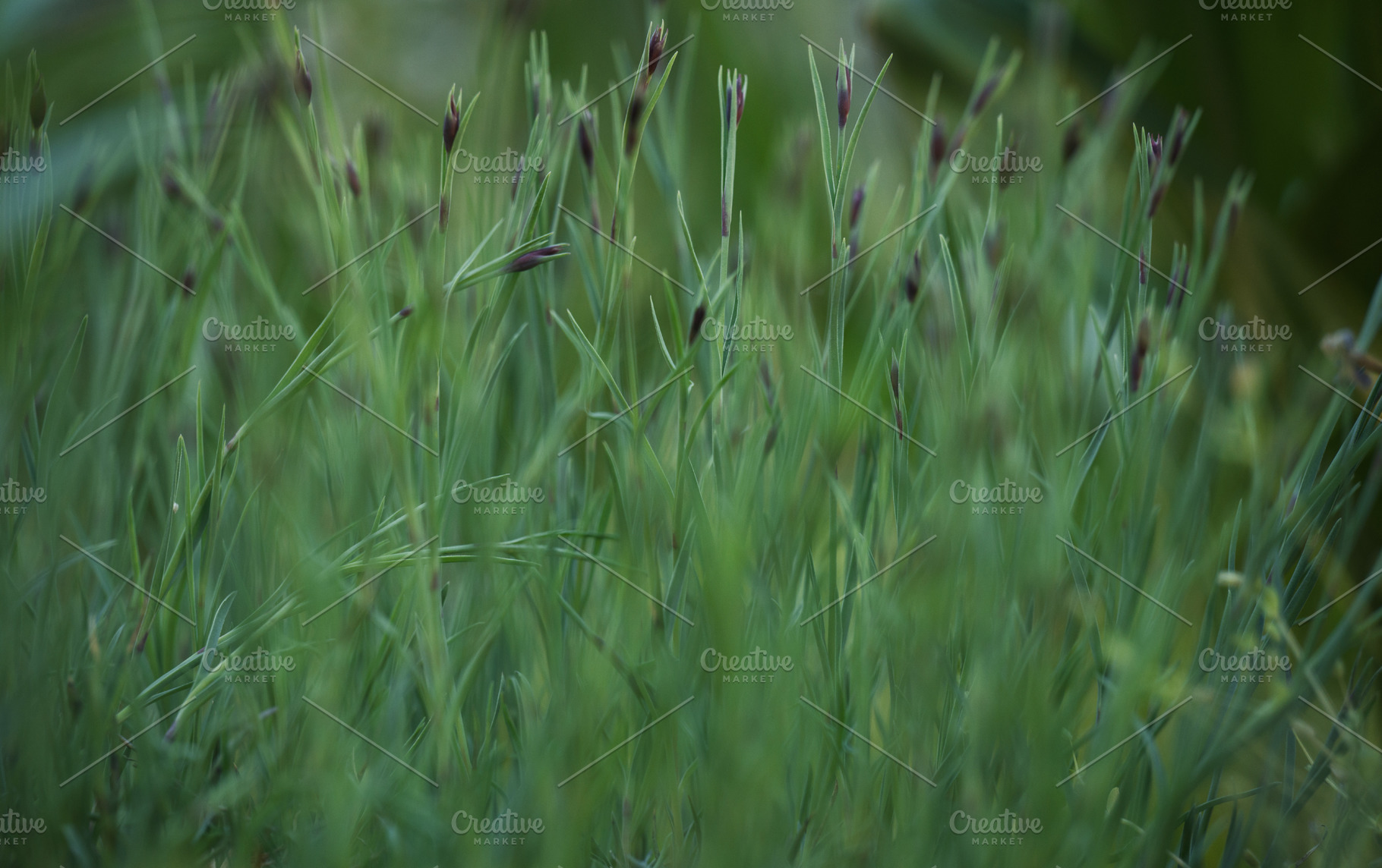 The dense green stems and unopened buds of wild carnations, a Nature Photo by ndanko