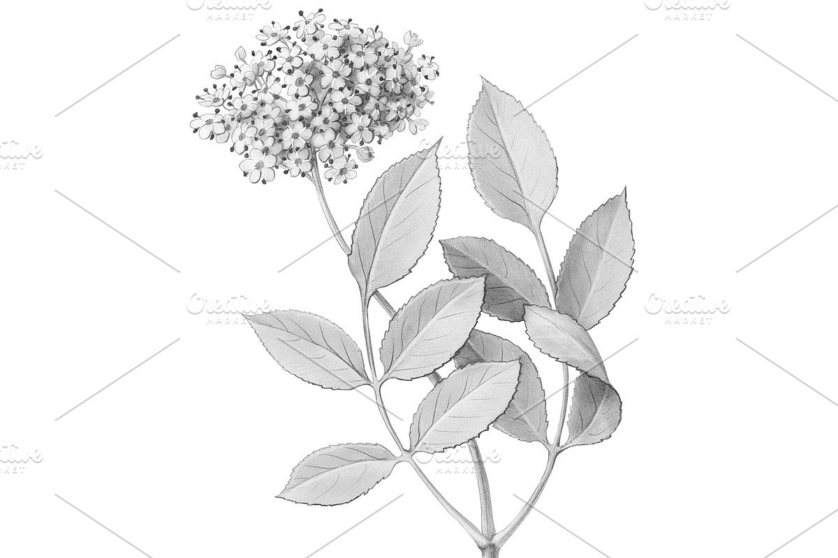 Elder Plant Botanical Illustration, an Illustration by Anna Repp Illustration (Photo 5 of 7)