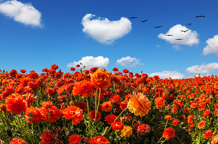The flower fields of red buttercups, a Nature Photo by kavram