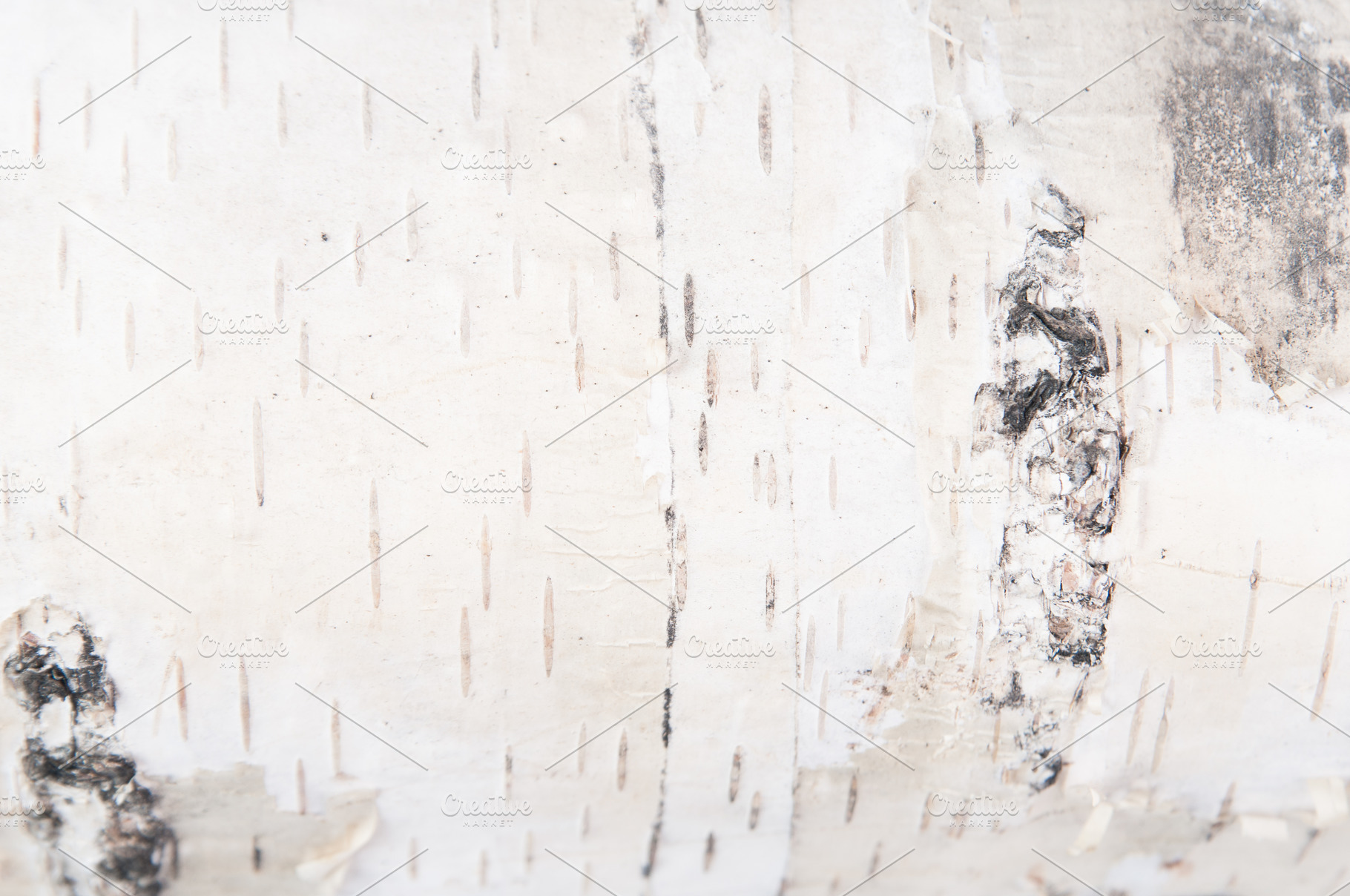 close up of birch bark, a Holiday Photo by Siân C Photography