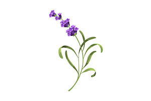 Lavender. Vector illustration of, an Object Illustration by the8monkey