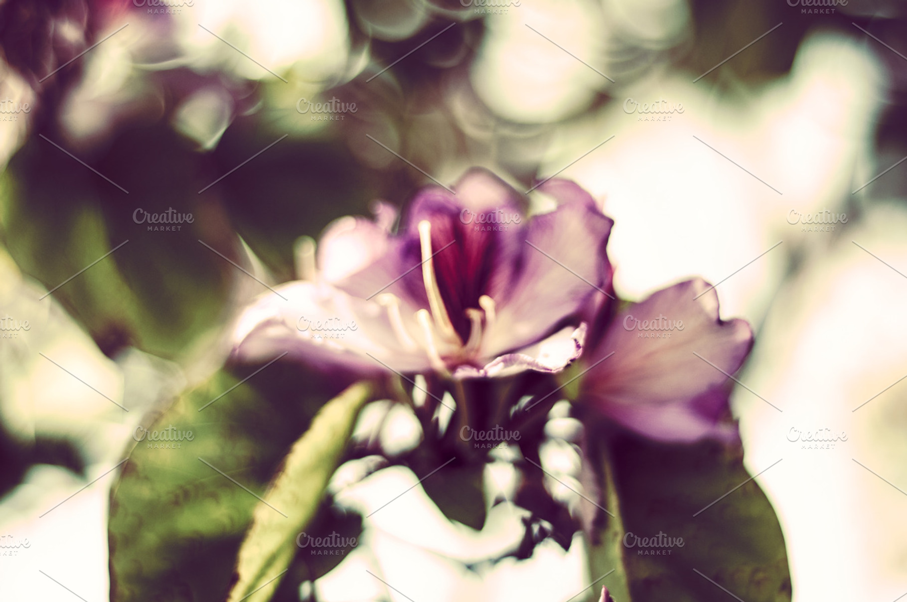 Flowers Autumn