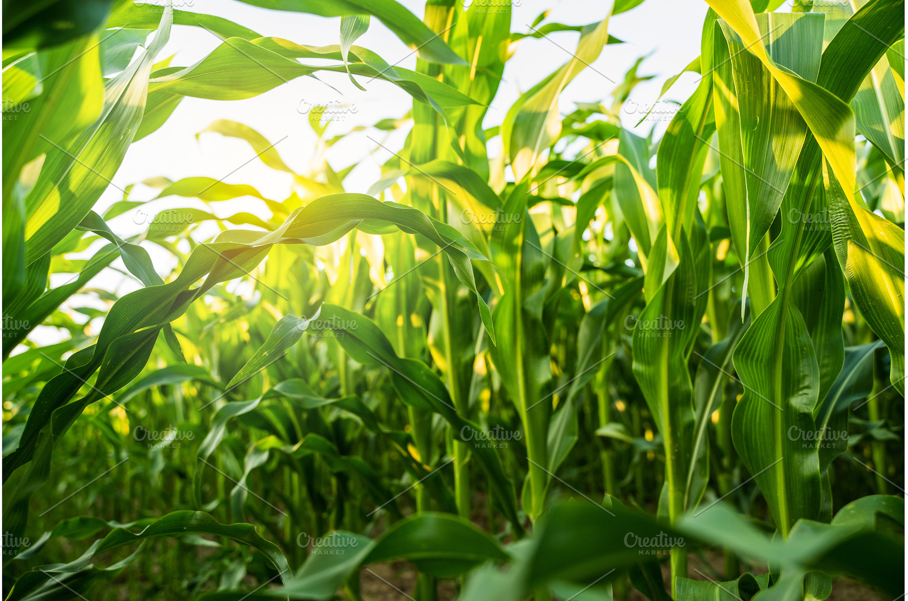 Sunlight glowing through dense corn, a Nature Photo by volodymyrshtun13795