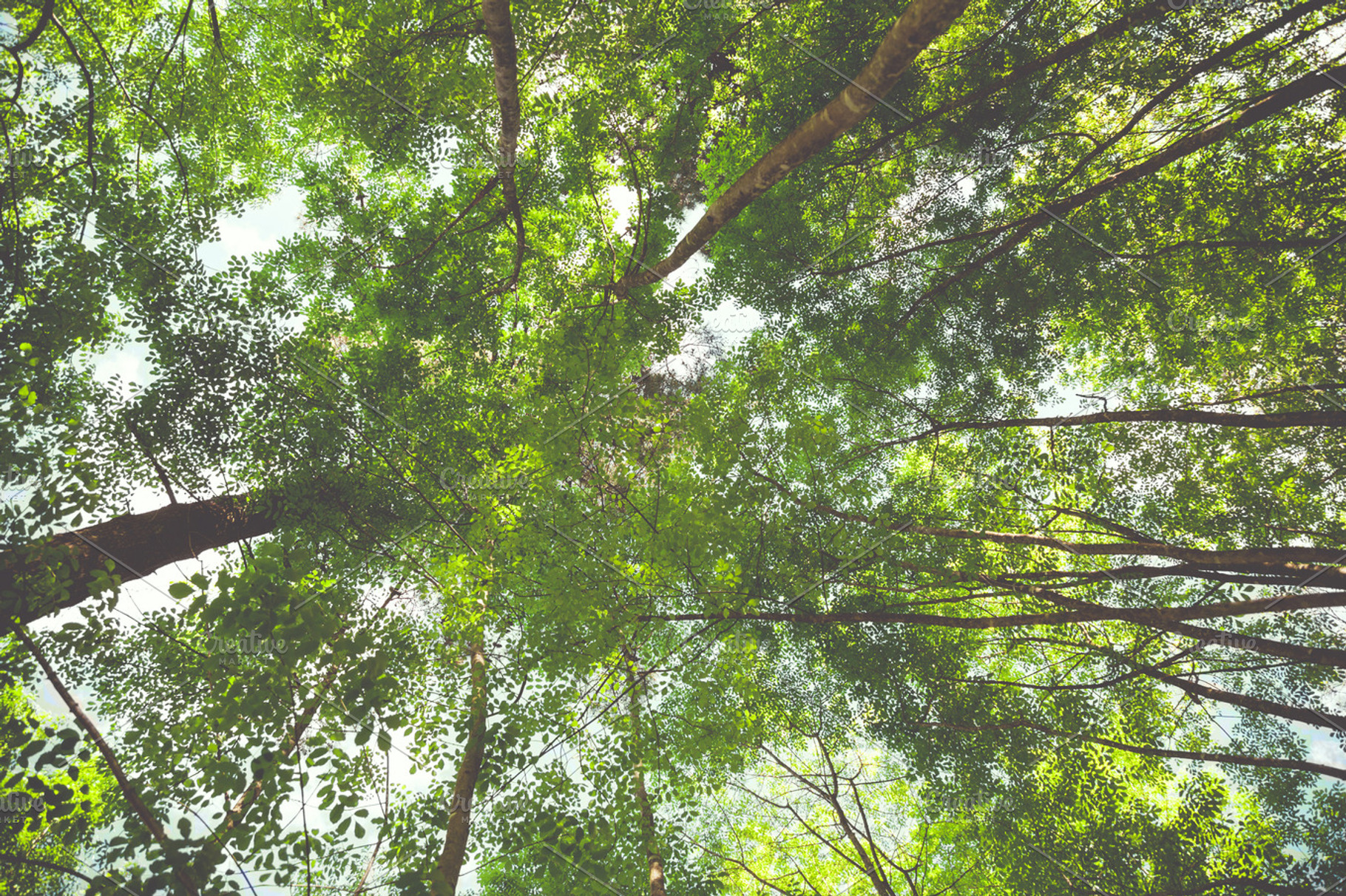 Iseeyouphoto forestgreen containing forest, trees, and nature