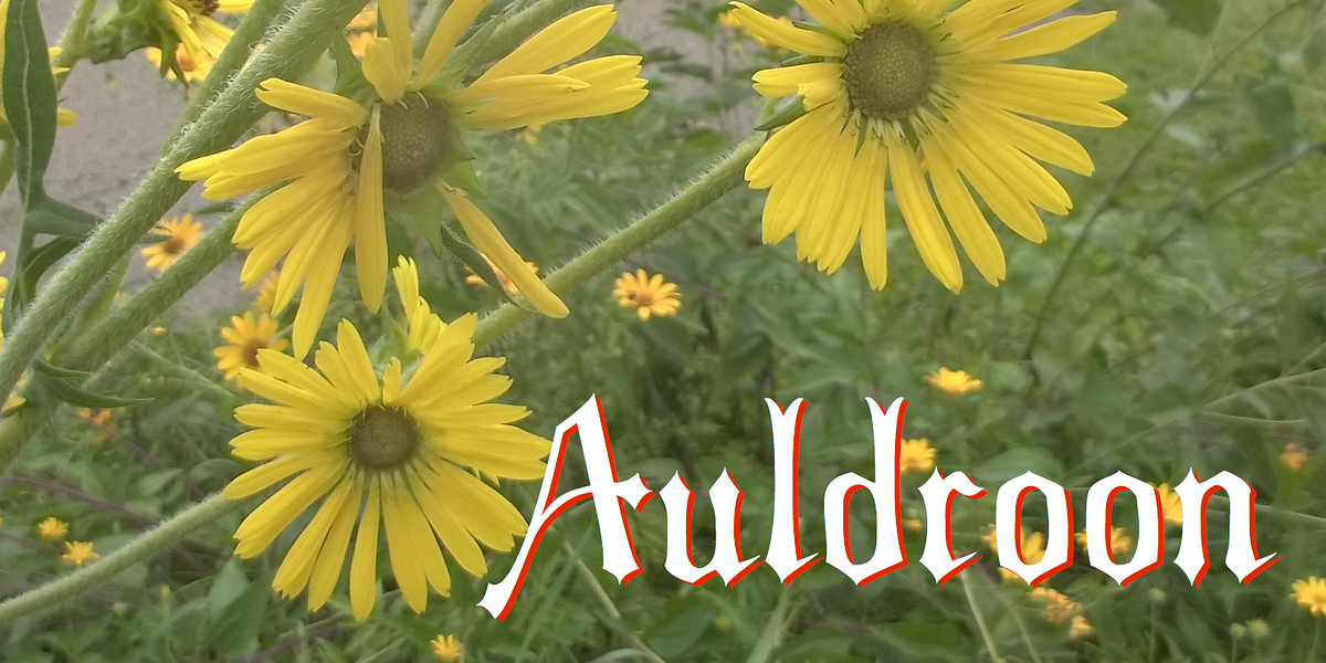 Auldroon Normal, a Blackletter Font by Ingrimayne Type (Photo 2 of 4)