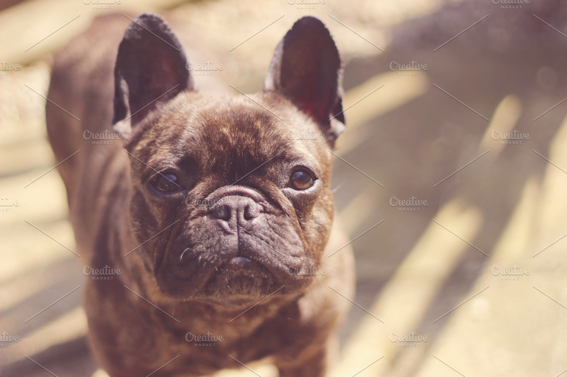Brindle french bulldog portrait containing dog, french bulldog, and frenchie, an Animal Photo by SuperRosie