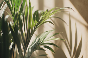 Sunlit palm leaves creating beautifu, a Photo by Dvoevnore photos