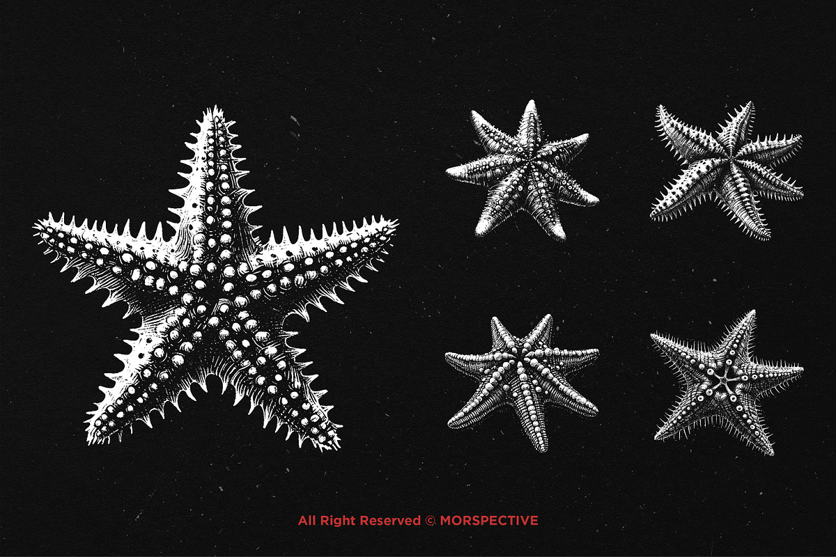 10 Bundle Dark Art Starfish Ocean, an Illustration by Morspective (Photo 3 of 7)