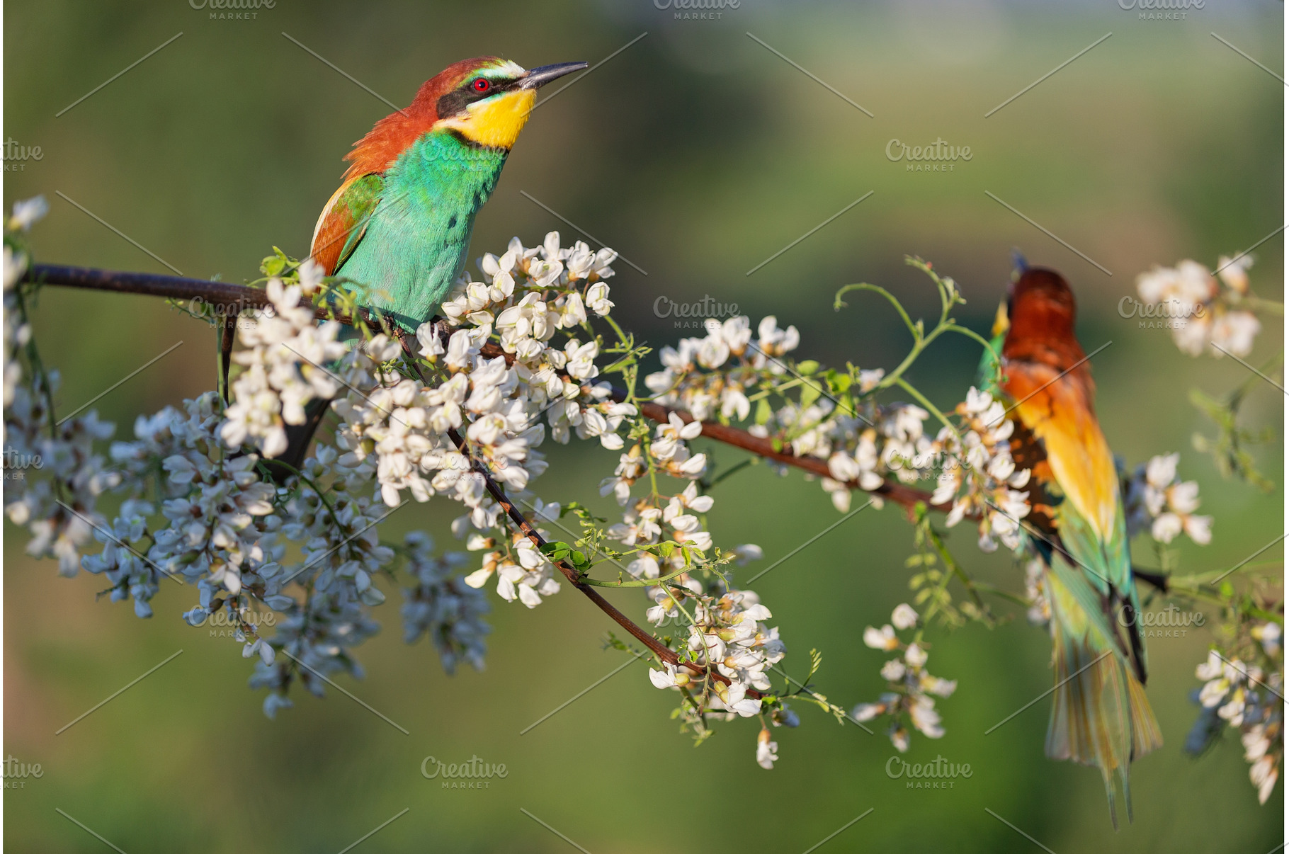 pair of birds of paradise on a, an Animal Photo by Pakosta