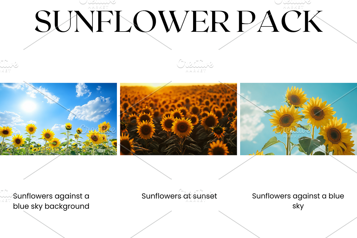 Sunflower Stock Image, Season, Field, a Nature Photo by BrushstrokeArtGB (Photo 3 of 5)