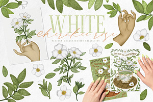 Cherokee rose clipart pattern set