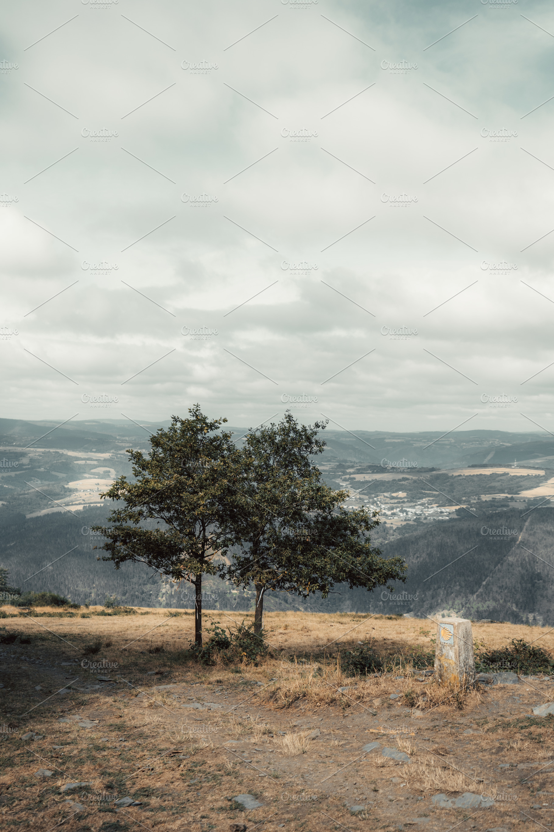 Trees on Camino viewpoint, a Nature Photo by SkyNext