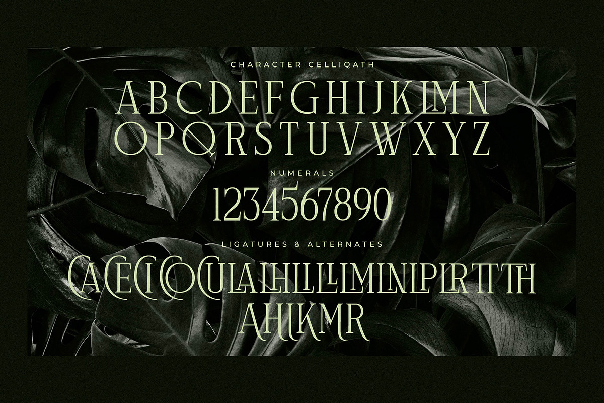 Celliqath Modern Display, a Serif Font by Storytype Studio (Photo 13 of 15)