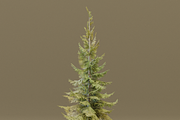 The Siberian Spruce Tree, a Plants & Tree 3D Model by FuturePastCreatives (Thumbnail 6 of 6)
