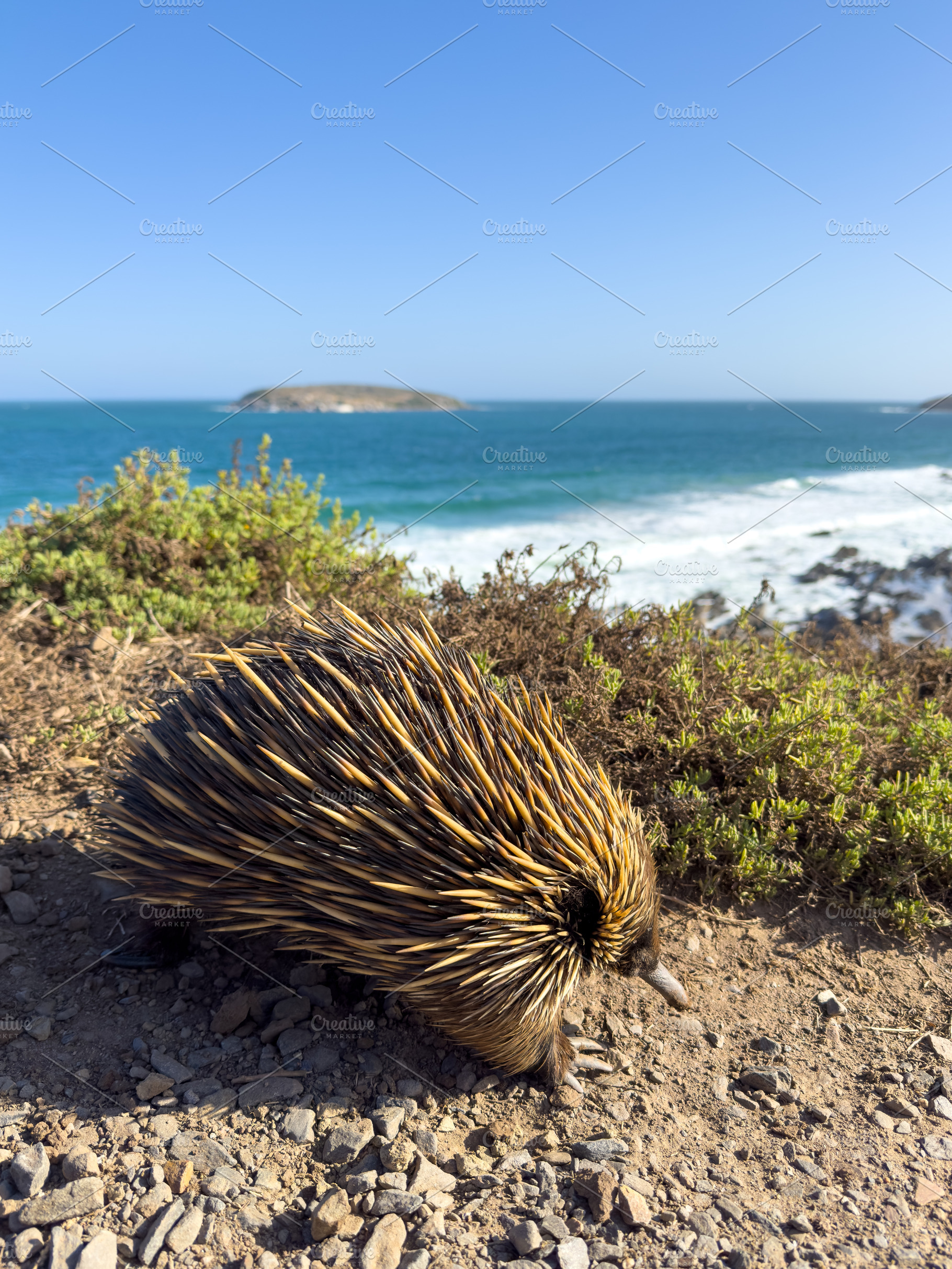 Australian Echidna Walking At The Beach, an Animal Photo by THP Creative