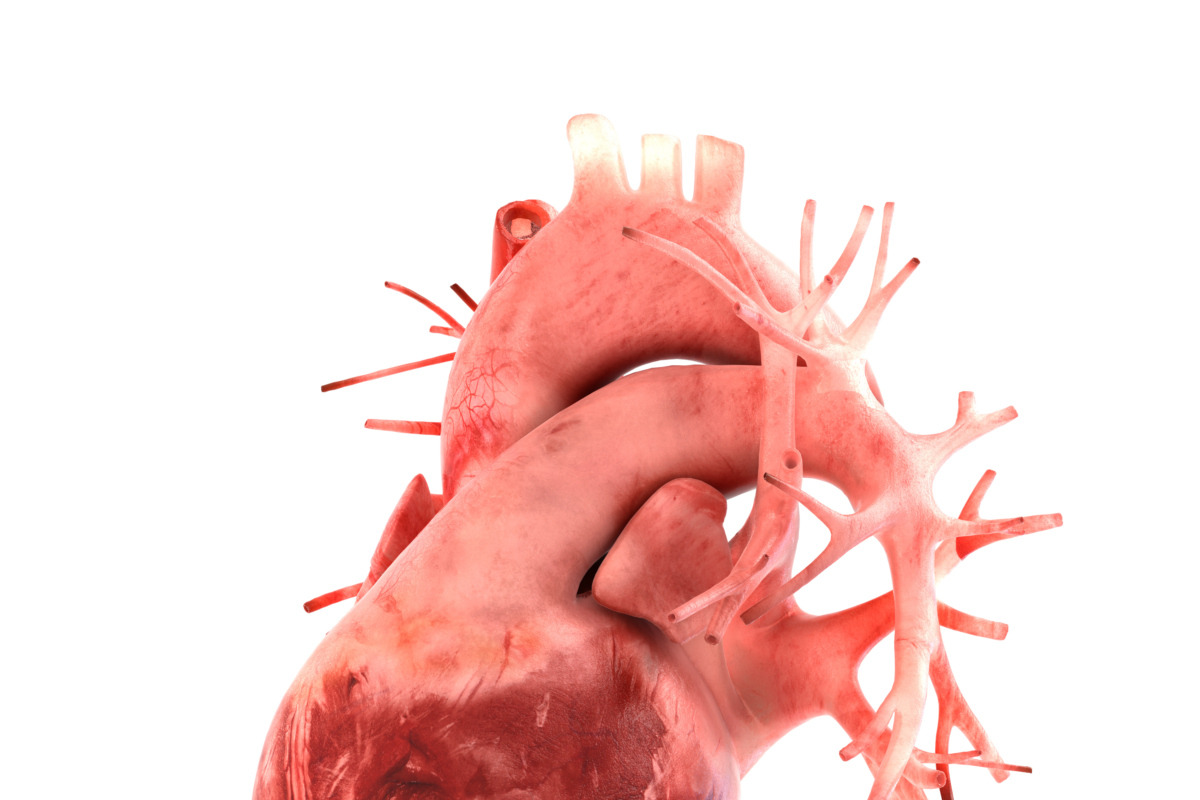 Human internal organs, a Characters & Person 3D Model by konstantin.ermolaev (Photo 20 of 46)