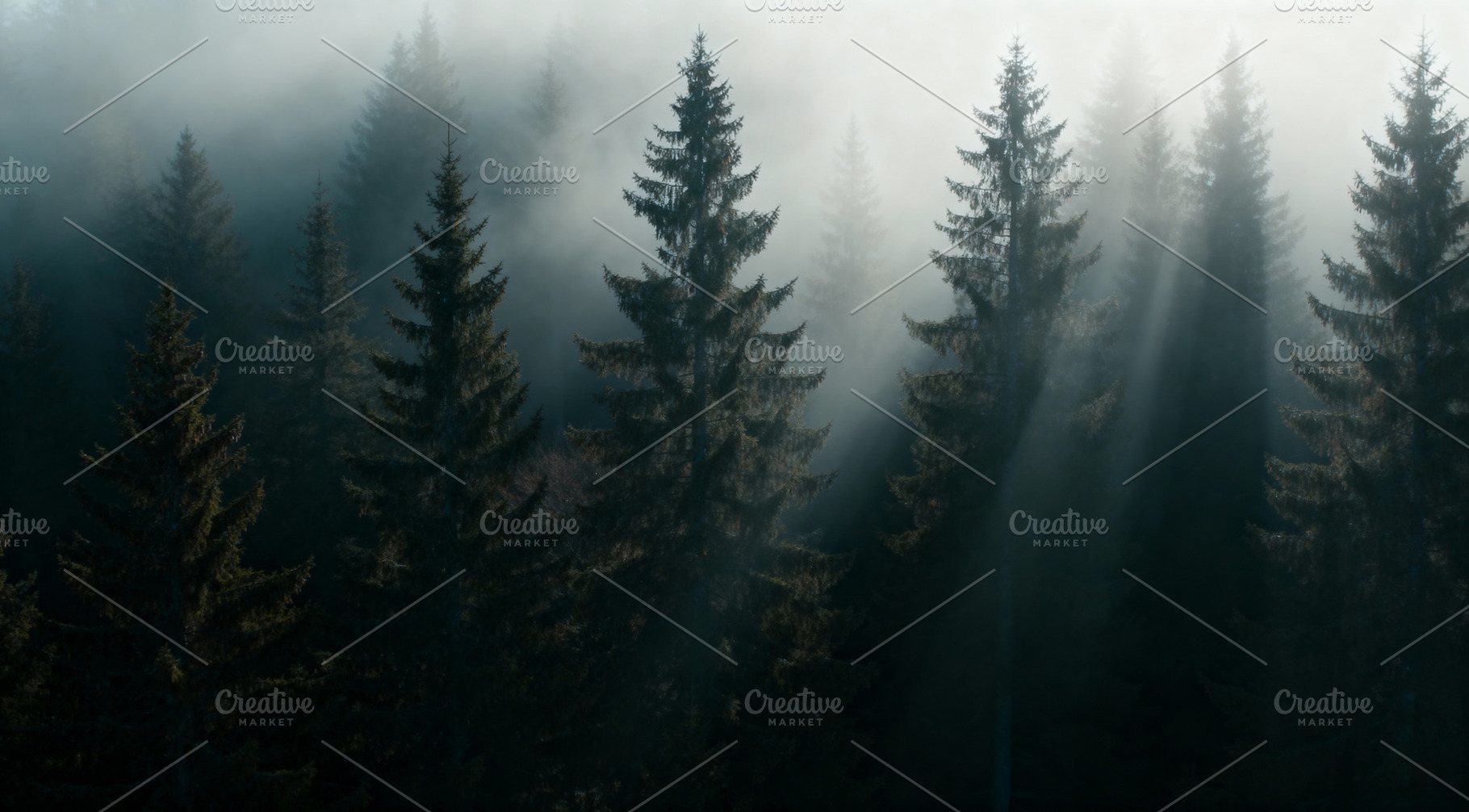 Golden Light Through Misty Forest, a Nature Photo by Virgo Studio
