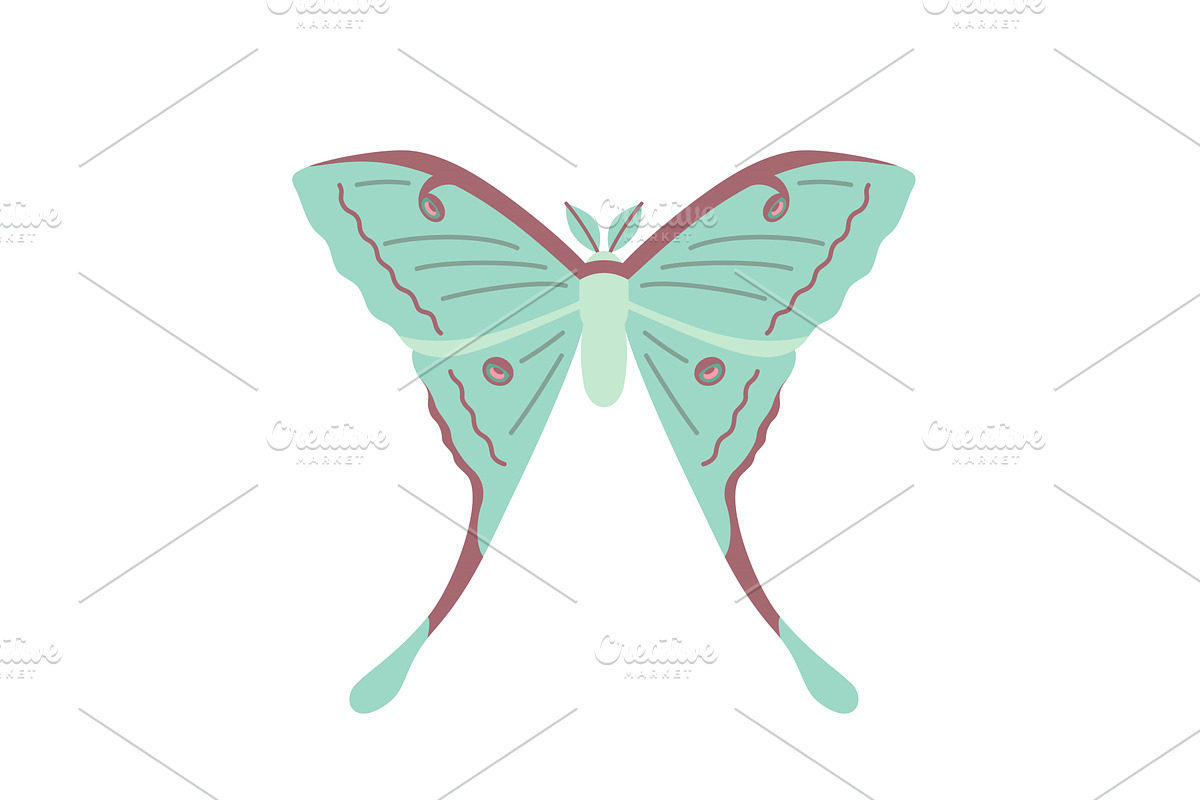 Green moon moth flat icon, an Animal Illustration by kotoffei