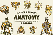 Vintage Antique Anatomy Illustration, a Healthcare Illustration by Creative Stall (Thumbnail 1 of 8)