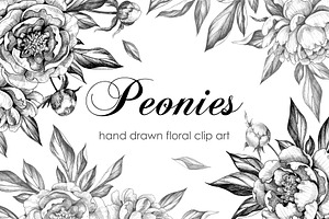Hand Drawn Peonies, a Decorative Illustration by Valentyna Smordova