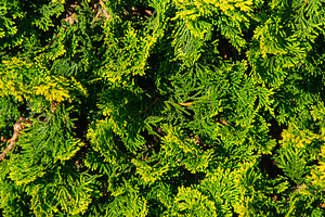 Shrub branches and leaves, a Nature Photo by DanFLCreativo