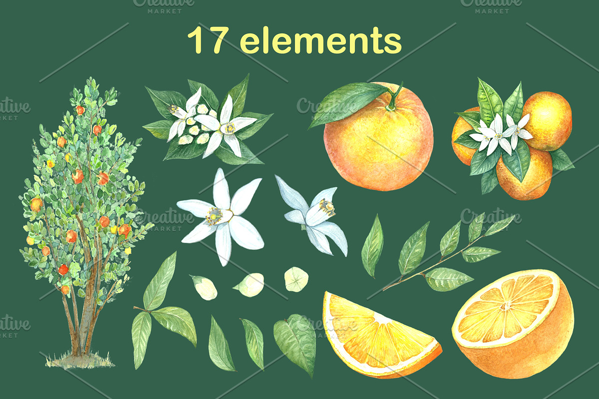 Watercolor oranges, an Illustration by Art Watercolor (Photo 3 of 5)